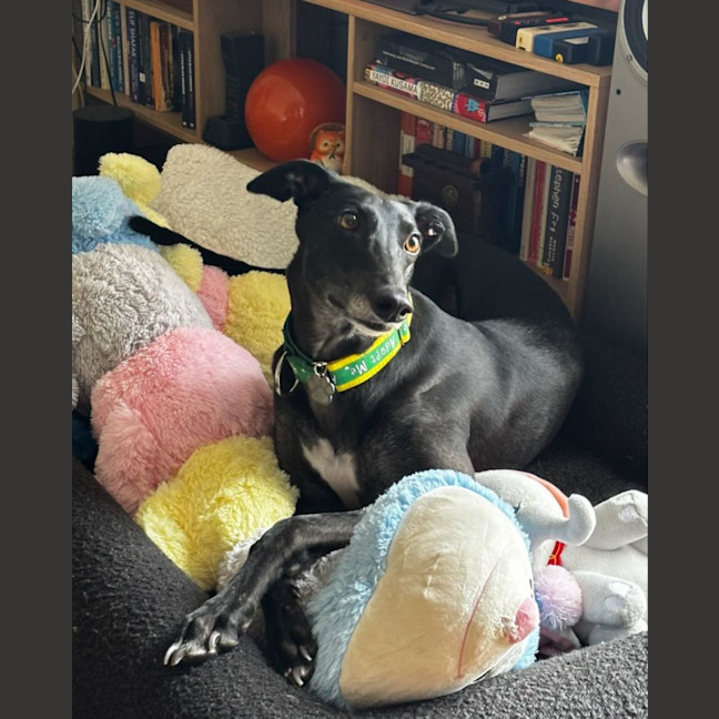 Photo of Bella