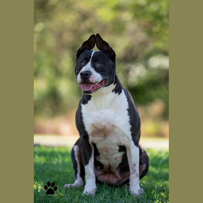 Photo of Bella