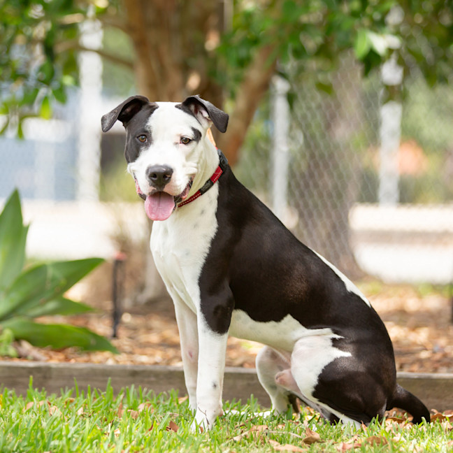 Photo of Snoopy