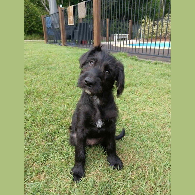 Photo of Sage 