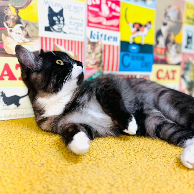 Photo of Henson   Located In Preston