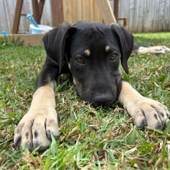 Photo of Ares