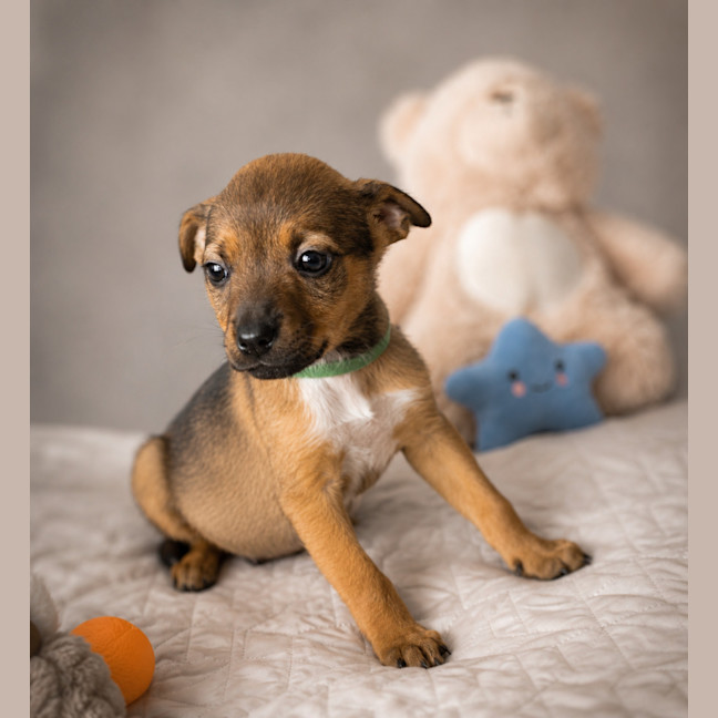 Photo of Indi