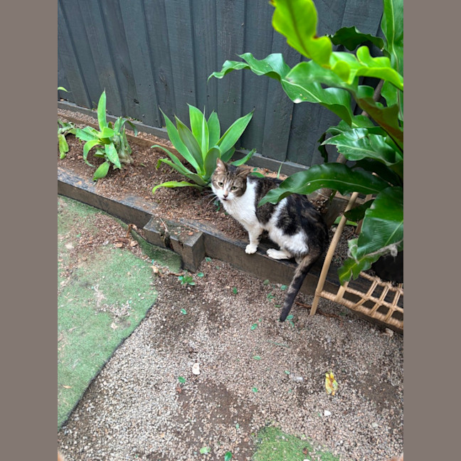 Photo of Emma Farm Cat