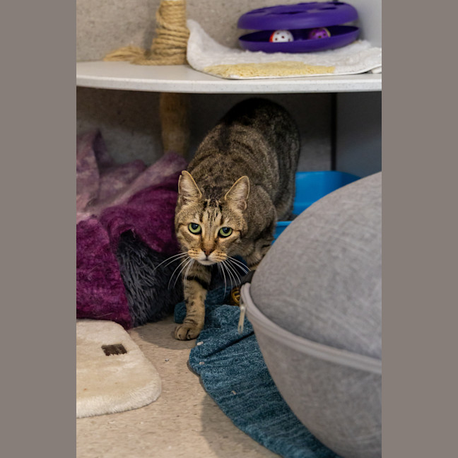 Photo of Tutankhamun