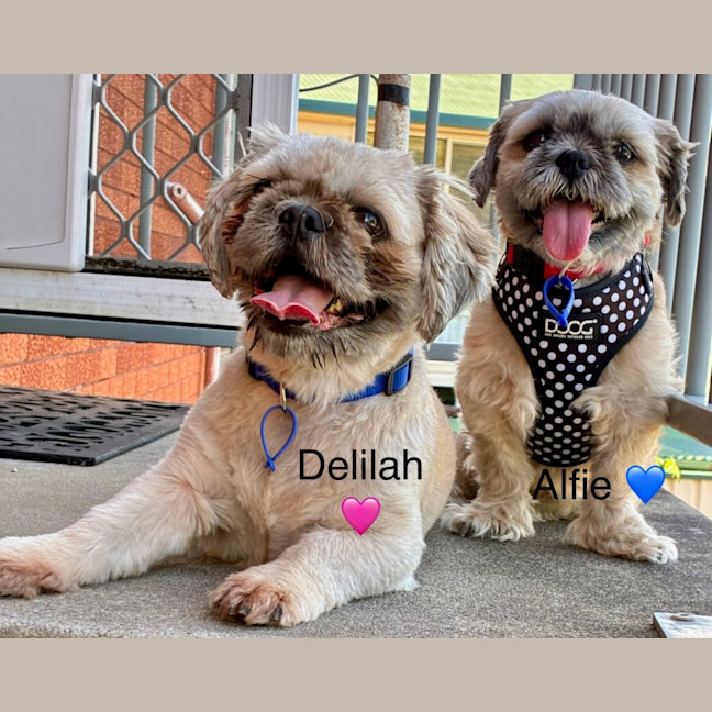 Photo of Alfie & Delilah ~ Pair Of Shih Tzus, Boy And Girl