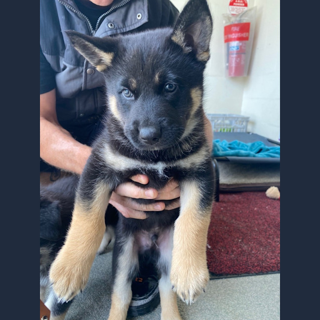 Photo of D1041 Felix