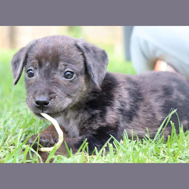 Photo of Charlotte ~ 10 Week Old, Female, Koolie X Labrador