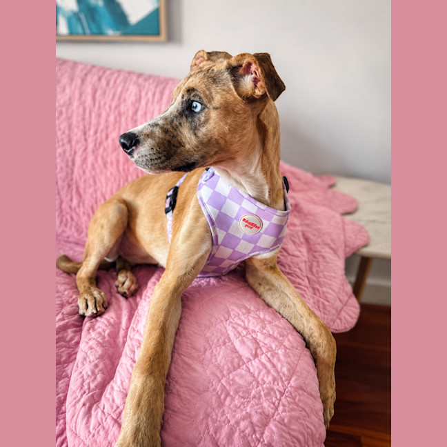 Photo of Violet