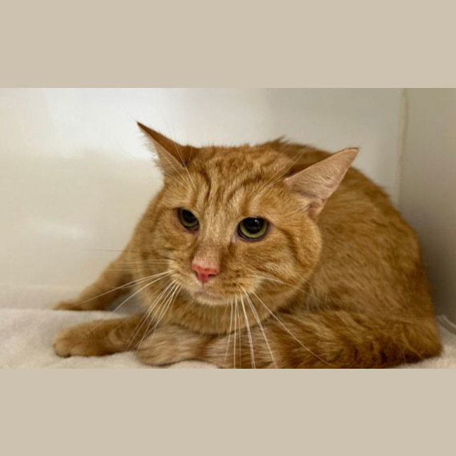 Photo of Samson