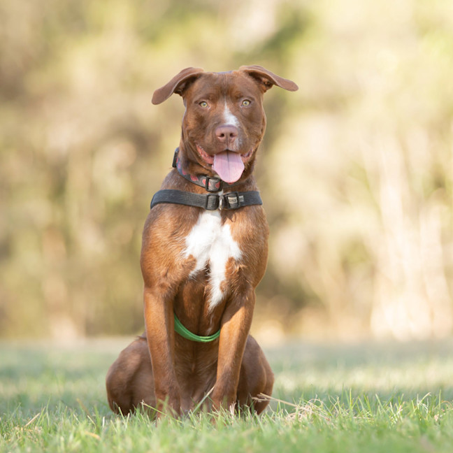 Photo of Daisy
