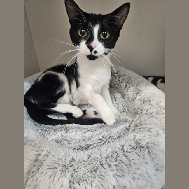 Photo of Stella