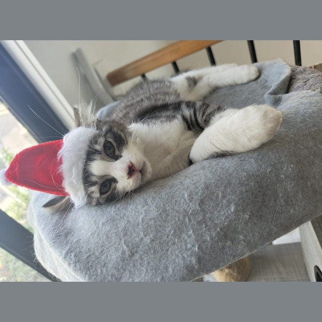 Photo of Cadbury