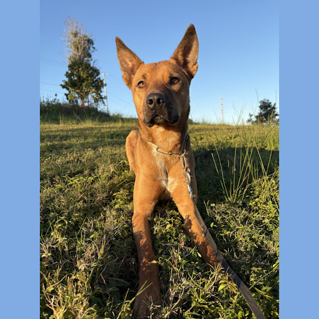 Photo of Ranger *$250 Adoption Fee*