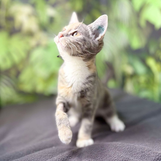 Photo of Opal (Located In Preston) 