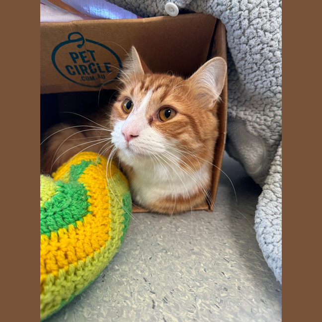 Photo of Cookie
