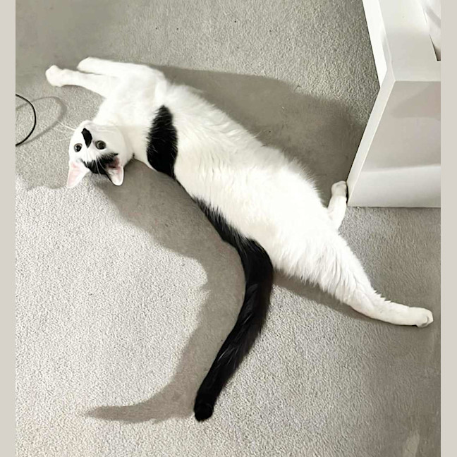 Photo of Moo Moo