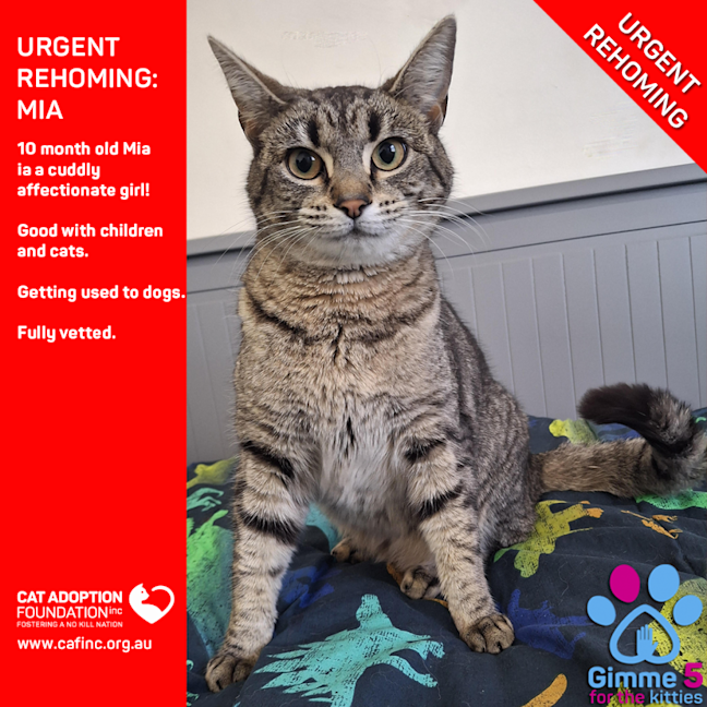 Photo of Mia   Private Rehoming No Charge!
