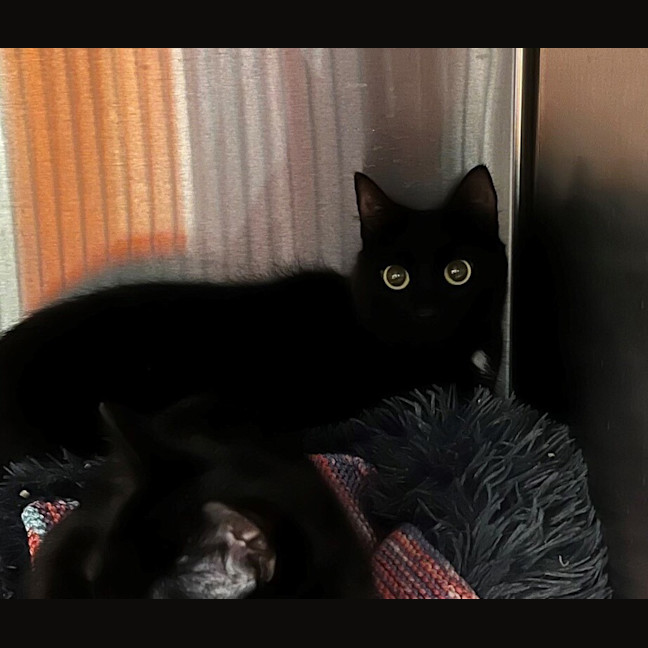 Photo of Flossie