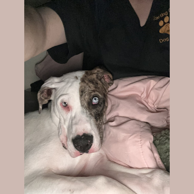 Photo of Cheetoh Puff