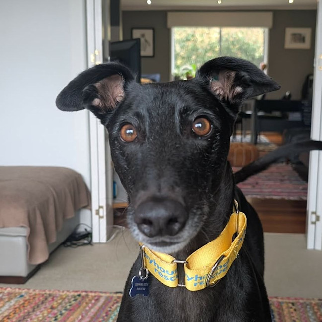 Photo of Rafa The Greyhound