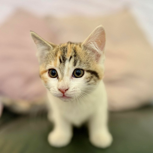 Photo of Lilly   In Foster Care In Croydon