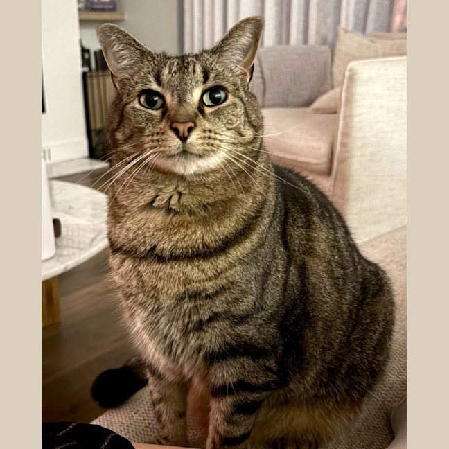 Photo of Cyril Tabby
