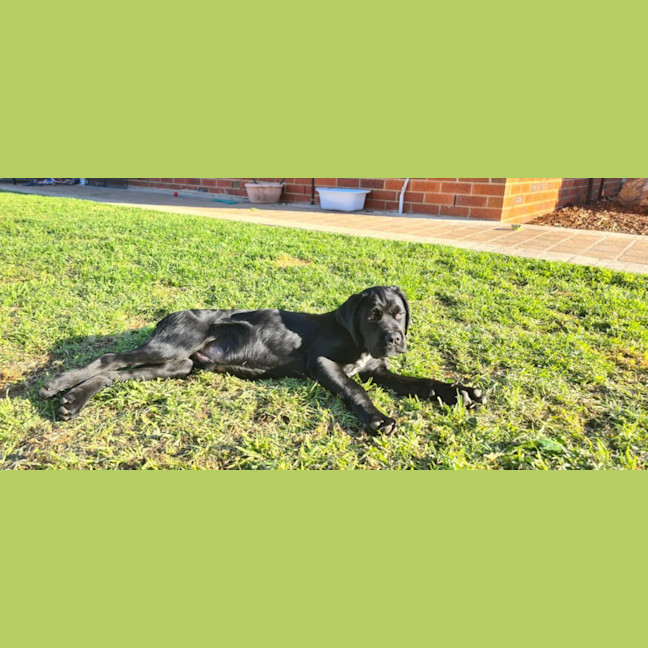 Photo of Geoffrey