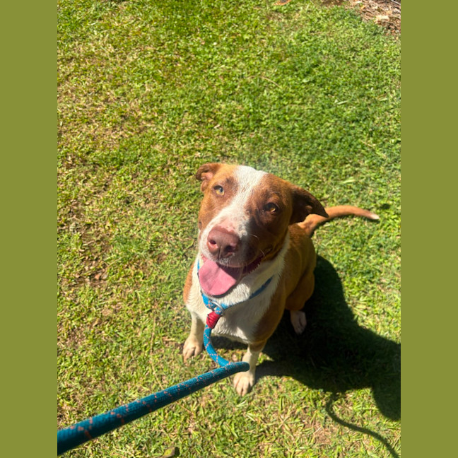 Photo of Nova
