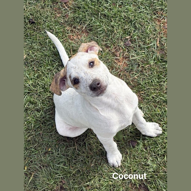 Photo of Coconut