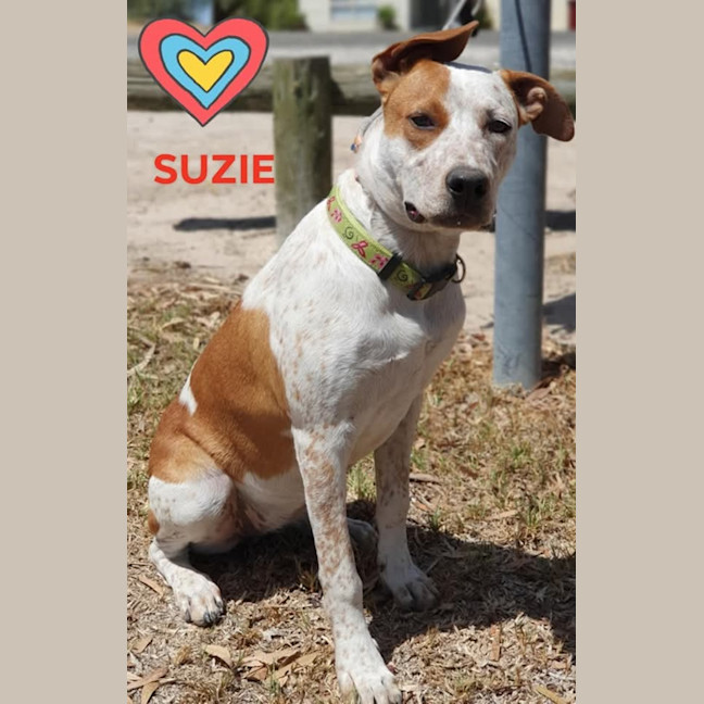 Photo of Suzie