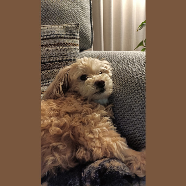 Photo of Dolce