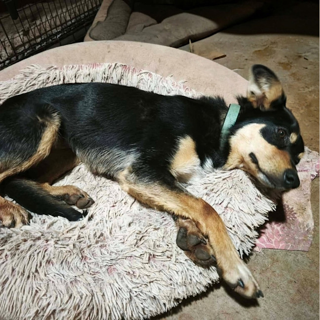 Photo of Lola