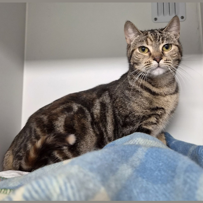 Photo of Honey 