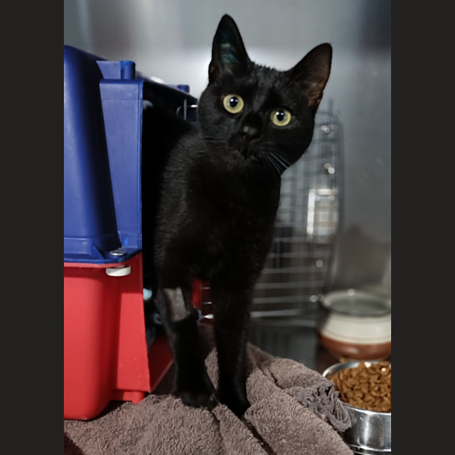 Photo of Girlsy Now Mika