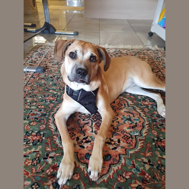 Photo of Mulan *$250 Adoption Fee*