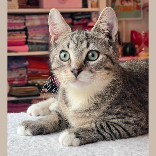 Photo of Teddy