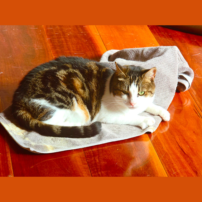 Photo of Missy