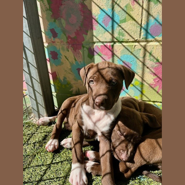 Photo of D1176 Cinnamon