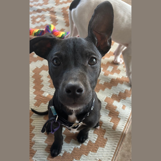 Photo of Blaze (Ex Lolly)