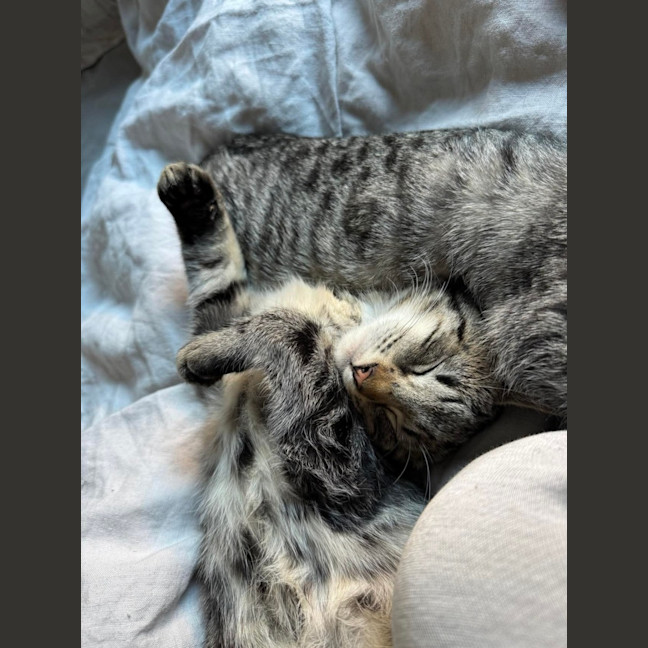 Photo of Bran Meet Me@Petstock Keysborough 