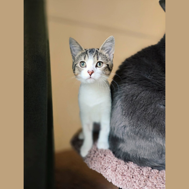 Photo of Hazelnut   In Foster Care In Northcote