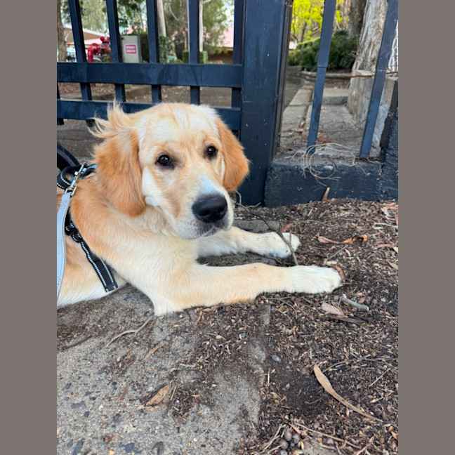Photo of Milo