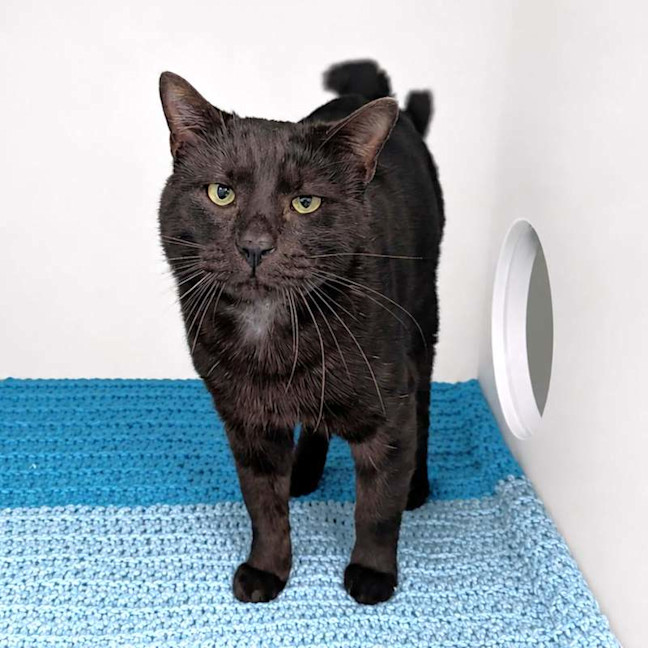 Photo of Onyx