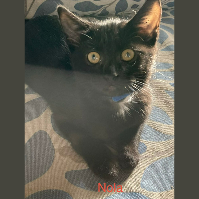 Photo of Nola