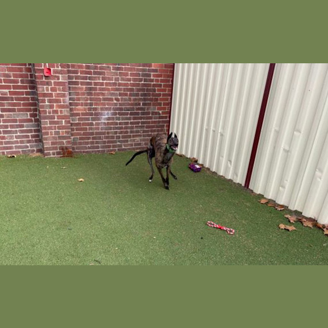 Photo of Loki
