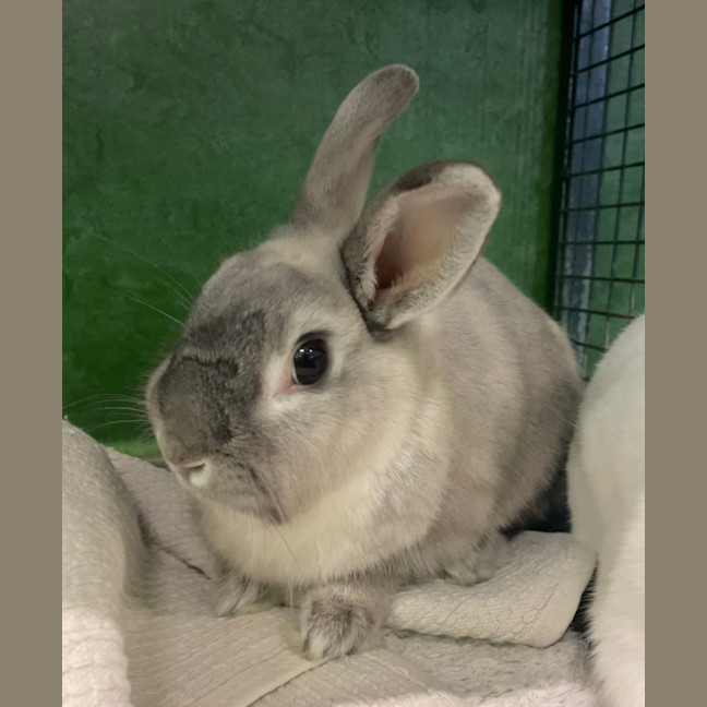 Photo of Bonnie (Bonded To Cloudy)