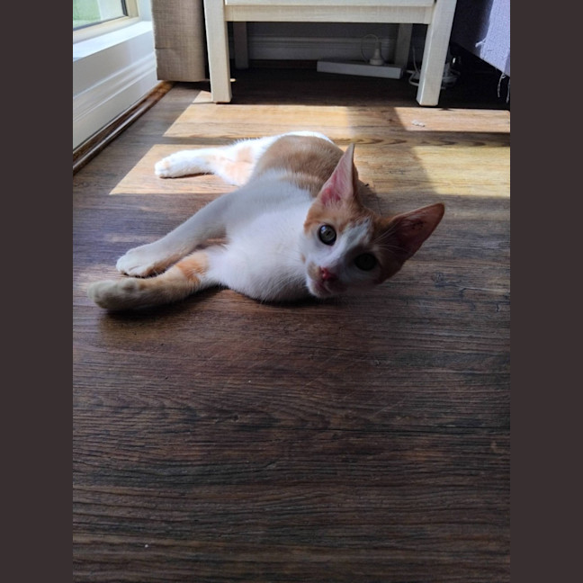Photo of Ducky