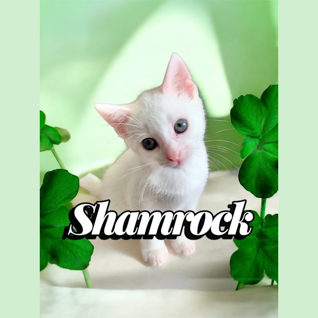 Photo of Shamrock