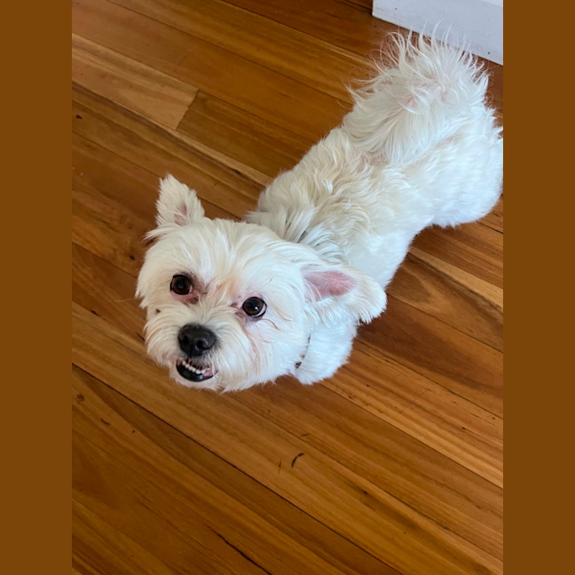 Photo of Lily   6 Year Old Maltese (Trial)